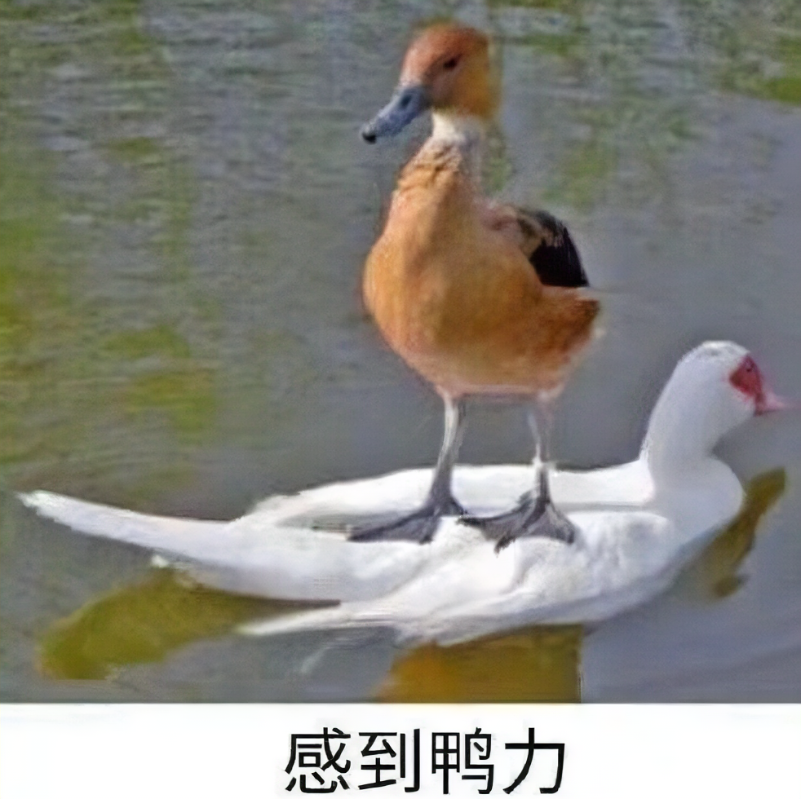 鸭子.png
